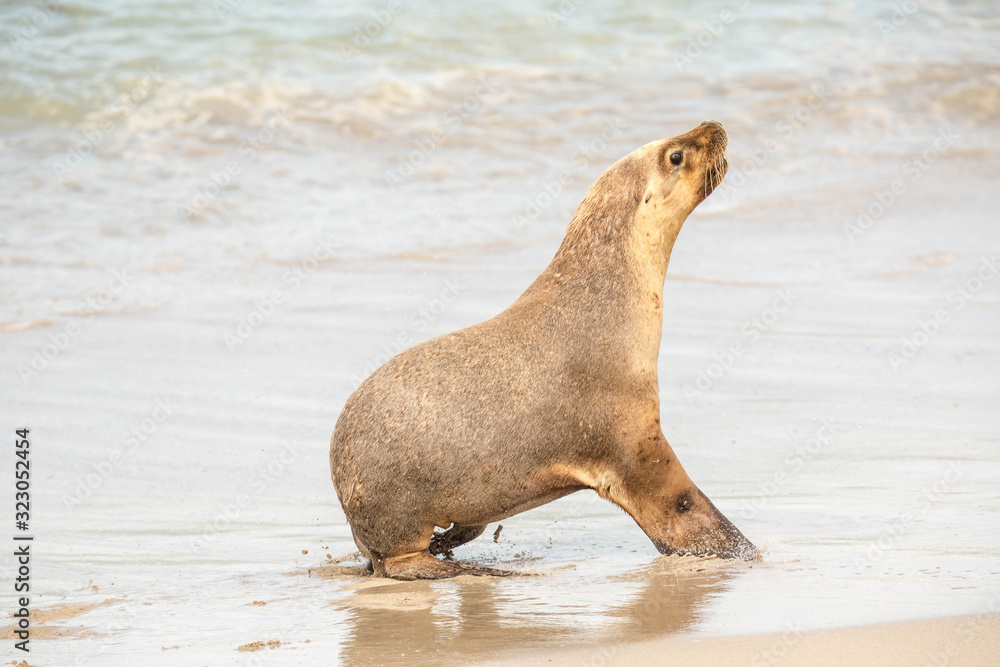 Obraz premium wilde Seelöwen-Jugendliche üben den Kampf, Kangaroo Island, Australien