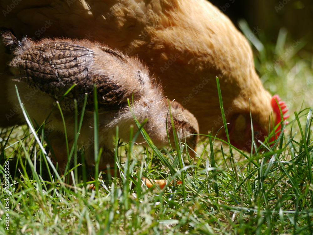 Obraz premium Mother chicken and her chicks