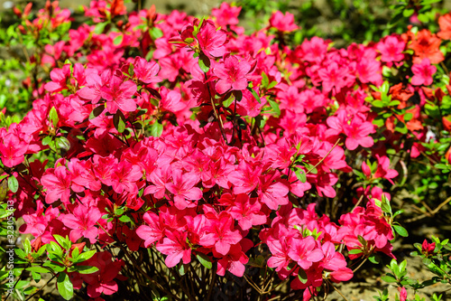 Fototapeta Naklejka Na Ścianę i Meble -  Bush of delicate vivid pink flowers of azalea or Rhododendron plant in a sunny spring Japanese garden, beautiful outdoor floral background