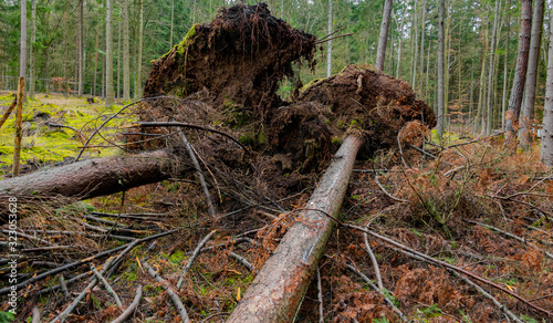 Slika na platnu trees uprooted by storm in the forest