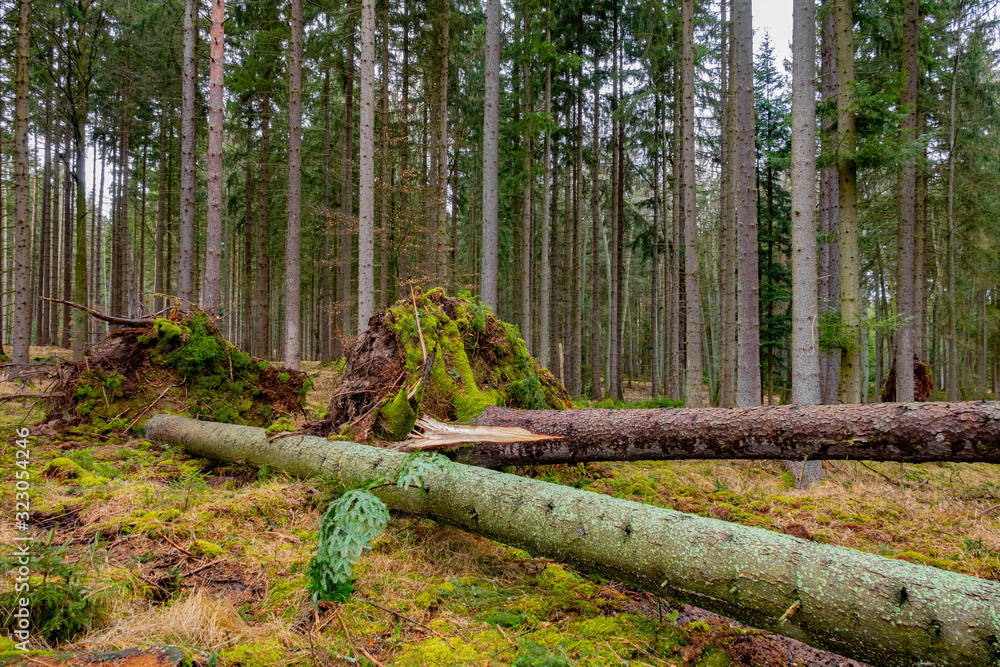 Fototapeta premium trees uprooted by storm in the forest
