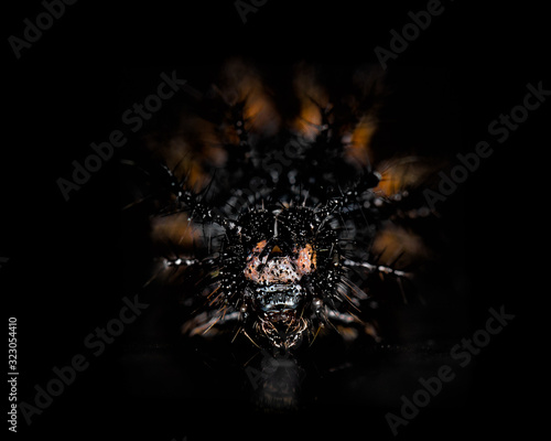 Black, orange and yellow worm caterpillars animals isolate on black photo