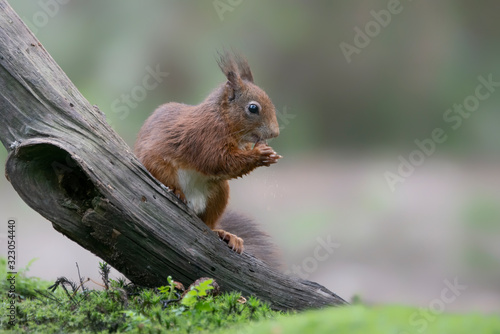 Cute hungry Red Squirrel (Sciurus vulgaris) eating a nut in an forest in the Netherlands. Blurry brown background.