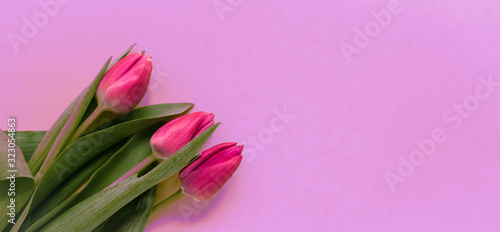 Fototapeta Naklejka Na Ścianę i Meble -  Beautiful spring tulips on pink background. Concept of Valentines day, Women's Day March eight, Mothers day. Space for text, flat lay.