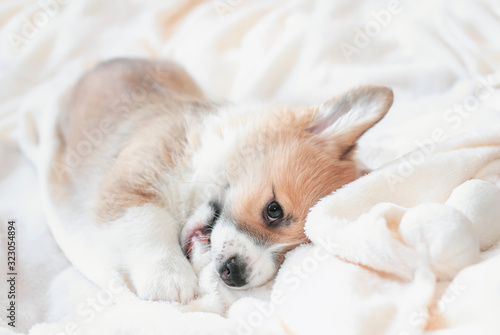 portrait of a cute little Corgi dog puppy lying under a beige fluffy plaid and smiling contentedly © nataba
