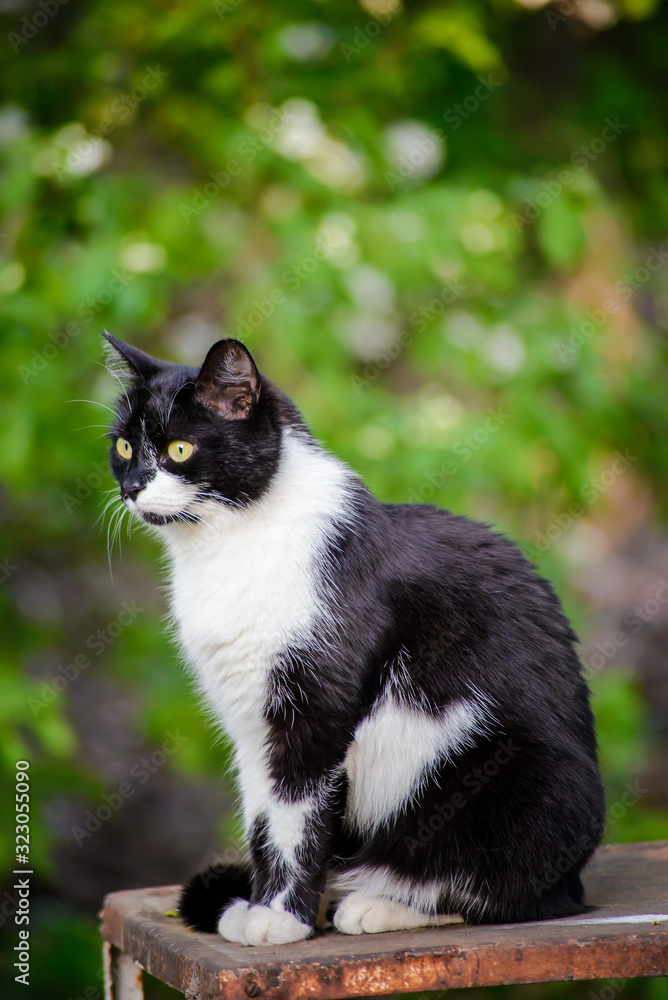 Portrait of a black and white cat on a blurry green background