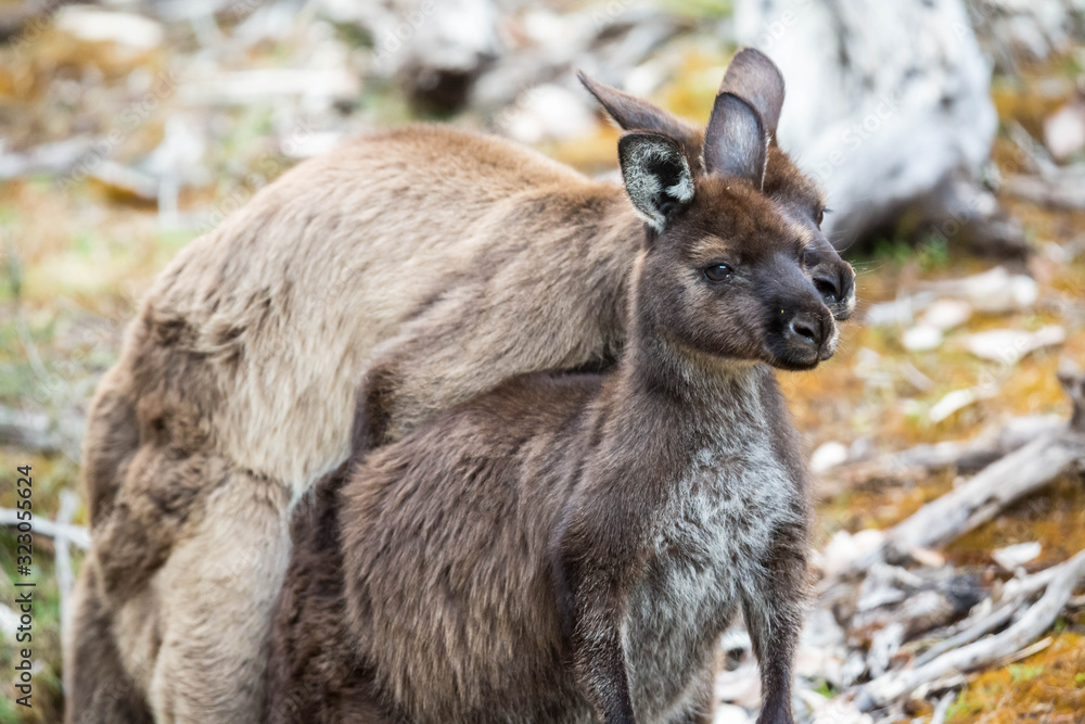 Fototapeta premium wilde Känguruhs paaren sich (Australien)