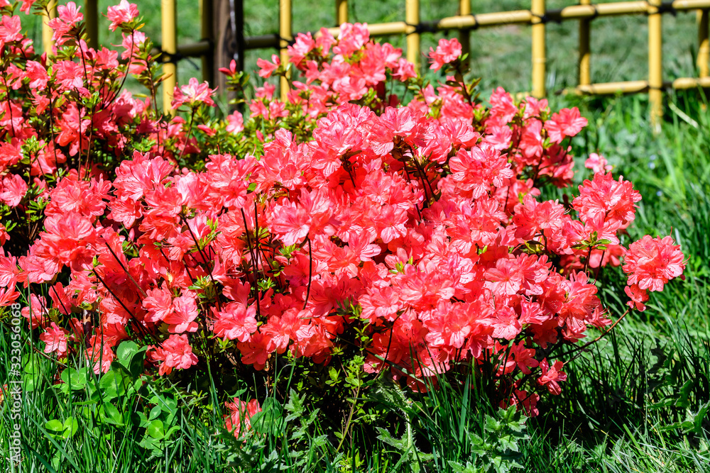 Bush of delicate vivid pink flowers of azalea or Rhododendron plant in a sunny spring Japanese garden, beautiful outdoor floral background