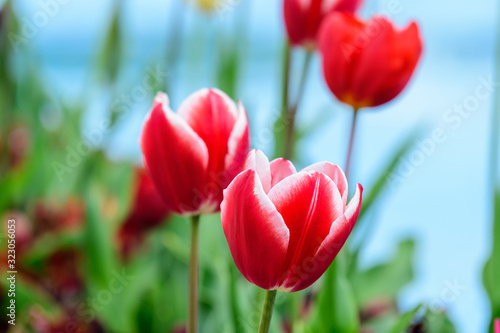 Fototapeta Naklejka Na Ścianę i Meble -  Close up of delicate red tulips in full bloom in a sunny spring garden, beautiful  outdoor floral background