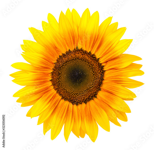 Fototapeta Naklejka Na Ścianę i Meble -  Sunflower Isolated On White Background