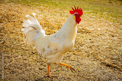 rooster in the garden on a farm - free breeding