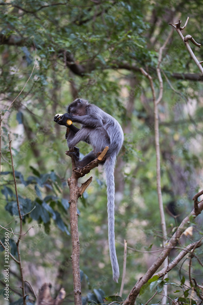 Brillenlangur im Baum