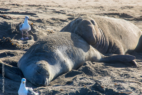 Elephant Seals