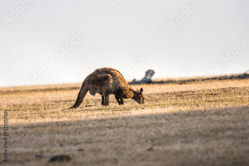 wilde K  nguruhs auf Kangaroo Island  Australien