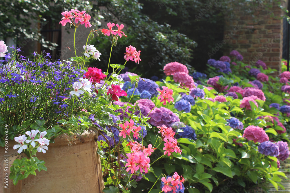 A beautiful pot full of summer bedding plants in full bloom, against a background of colorful hydrangeas. Summer garden in europe background, with copyspace.