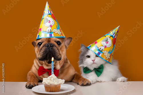 dog and cat on a yellow isolated background celebrate birthday