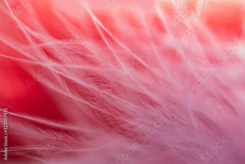 Beautiful abstract colorful red and pink soft background. Selective focus.