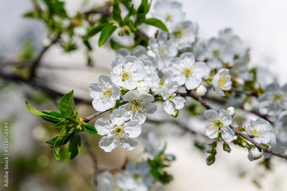 Large branch with white plum tree flowers in full bloom and clear blue sky in a garden in a sunny spring day, beautiful Japanese trees blossoms floral background, sakura