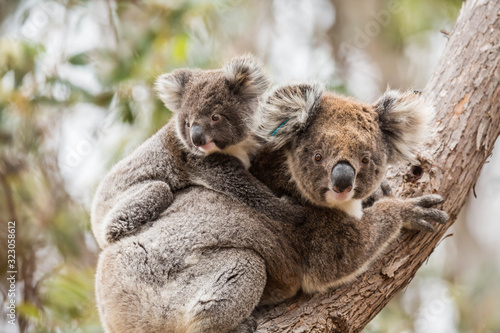 Fototapeta Naklejka Na Ścianę i Meble -  Koala im Flinders Chase Nationalpark, Kangaroo Island, Australien