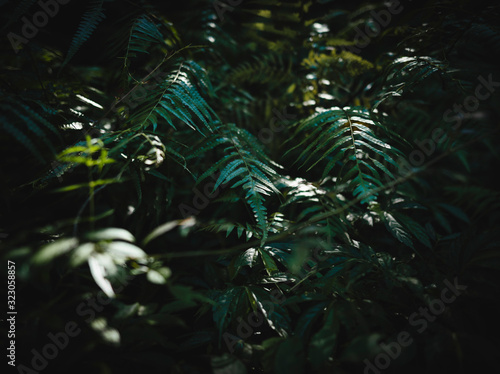Fototapeta Naklejka Na Ścianę i Meble -  Jungle Ferns