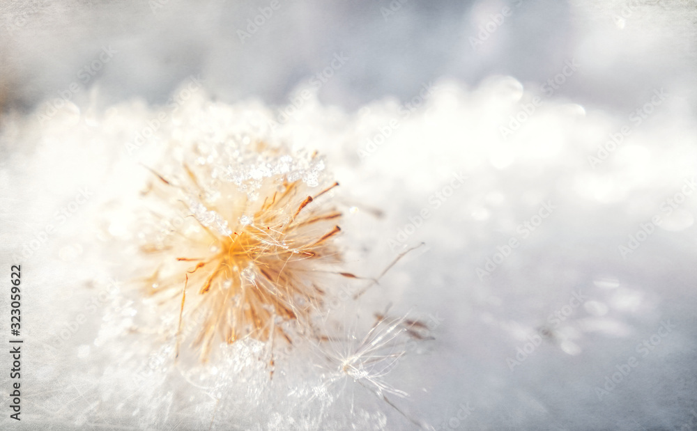 Fototapeta premium Winter tenderness. Fluffy frozen dandelion and snowflakes. Winter romantic card 