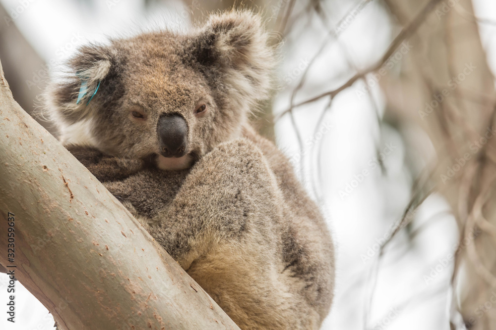 Obraz premium Koala im Flinders Chase Nationalpark, Kangaroo Island, Australien