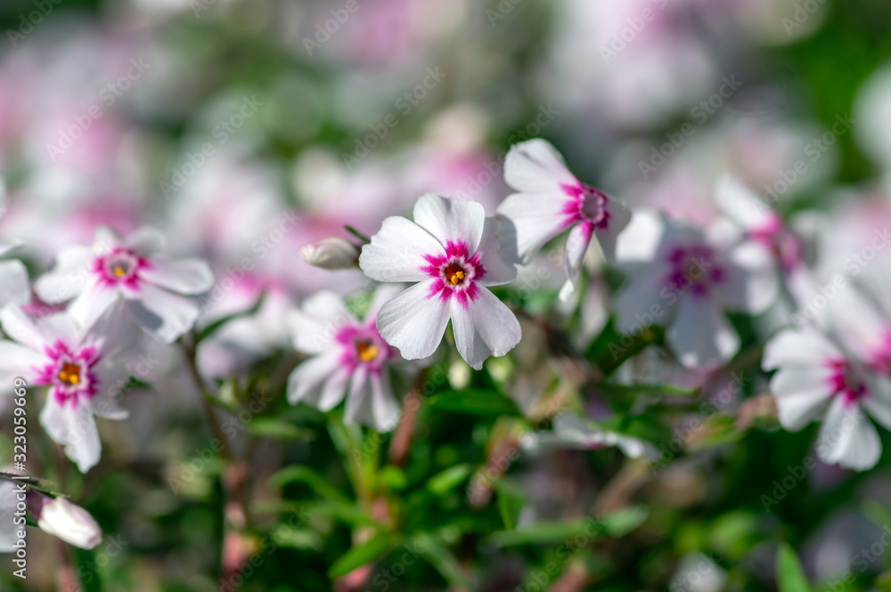 Creeping moss phlox subulata flowering small plant, beautiful flowers carpet of mountain phlox flowers in bloom, ground covering Creeping moss phlox subulata flowering small plant, beautiful flowers carpet of mountain phlox flowers in bloom, ground covering