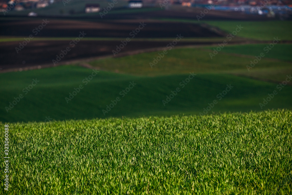 Rolling hills in spring