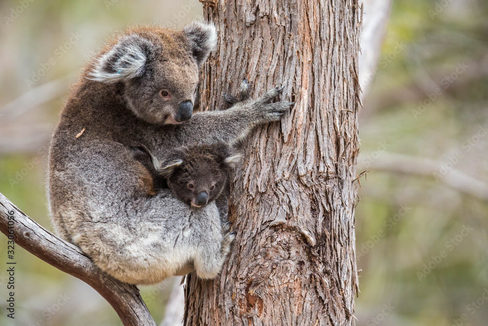 wilde Koala-Mama mit Jungem (Joey) wilde Koala-Mama mit Jungem (Joey)
