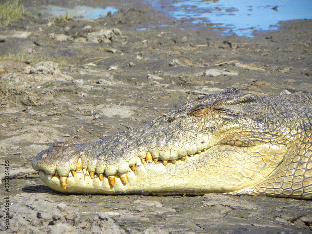 Obraz premium Giant Crocodile at Kimberley Western Australia West Coast Western Australia
