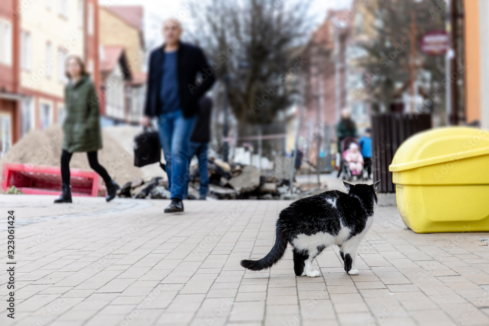 homeless cat on a city street amid pedestrians