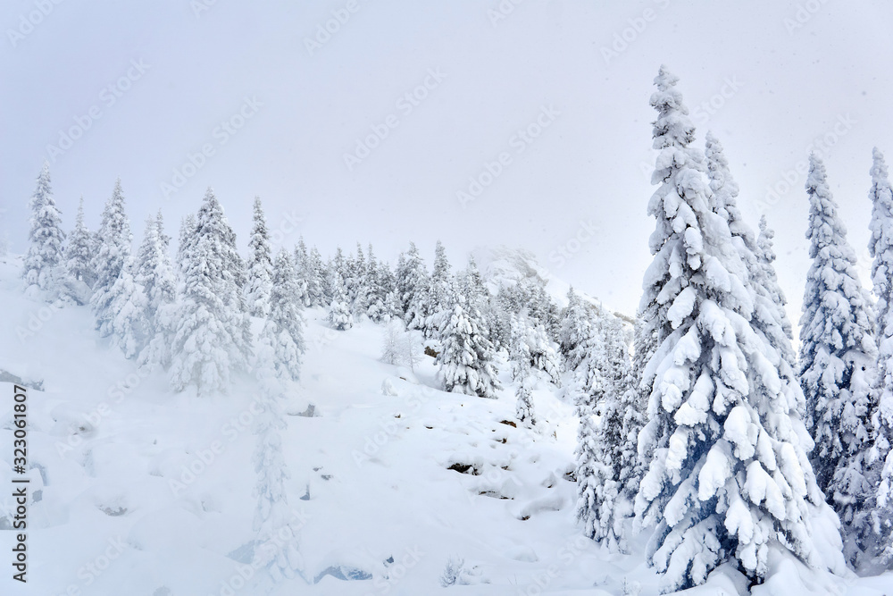 Naklejka premium winter landscape - mountain pass with snowy trees and rocks visible from under the snow