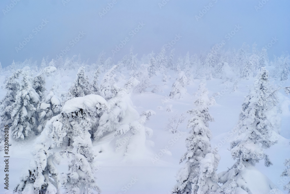 snowy wooded mountain pass during a snowstorm snowy wooded mountain pass during a snowstorm