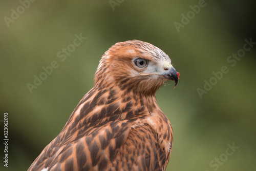 Buzzard, bird of prey raptor in the wild