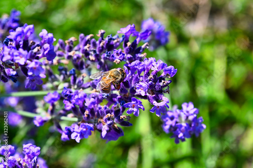 Bee (Apis) on lavender (Lavandula angustifolia) at a wild herb meadow.