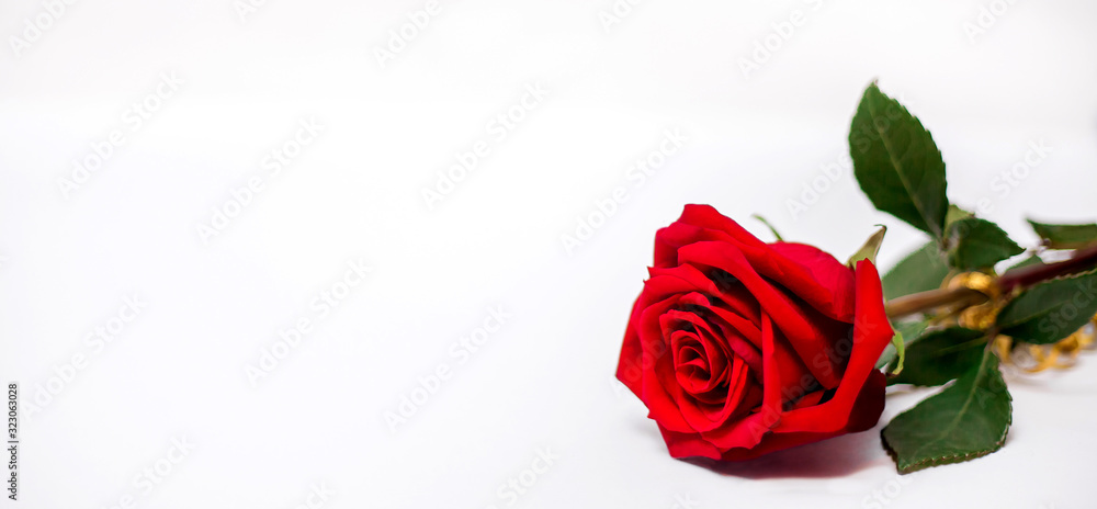 Fototapeta premium A beautiful red rose with green leaves lies in the right corner on a white background. The concept of the holiday is St. Valentine's Day, March 8, Women's Day, Mother's Day. Isolated. Banner.