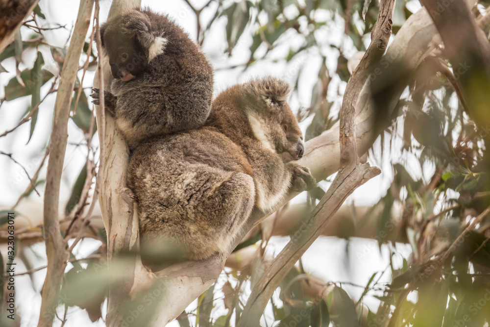 Fototapeta premium wilde Koala-Mama mit Jungem (Joey)