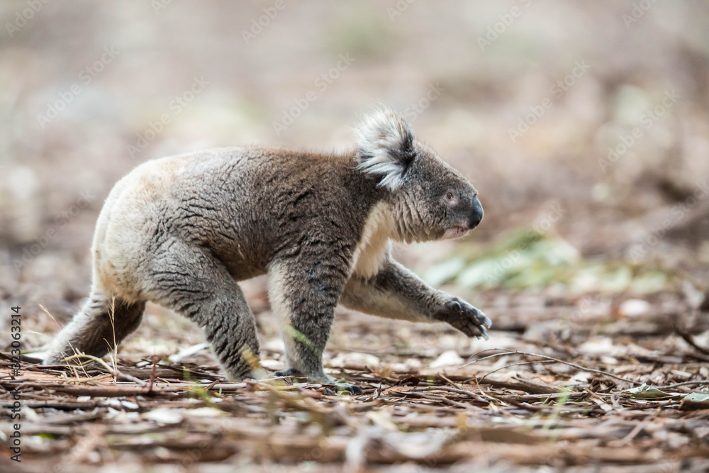 Koala wechselt den Baum Koala wechselt den Baum