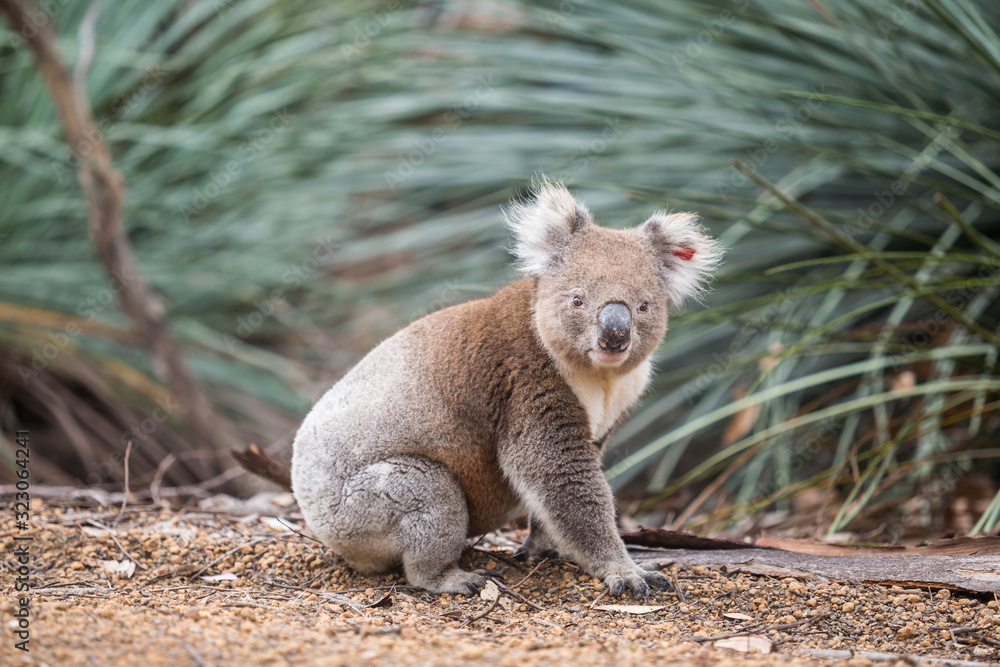 Obraz premium wilder Koala im Unterholz