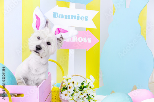 Funny cute dog west highland white terrier dressed in rabbit ears is sitting in bright pink box. Colorful baskets with eggs, flowers, decor are on background. Happy easter, spring concept.