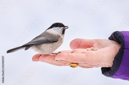 Tit and hand