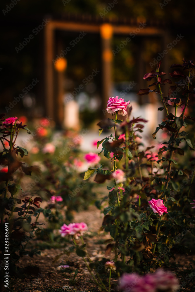 Obraz premium pink roses, bushes of pink roses in the garden, blooming pink roses, rose buds in the garden