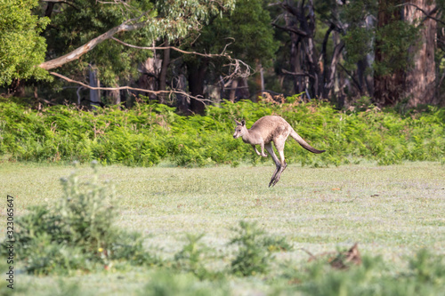 Känguruh im Grampians Nationalpark © Dominik Rueß