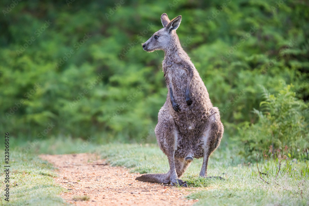 Fototapeta premium Känguruh im Grampians Nationalpark