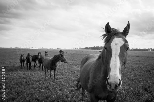 two horses on the ranch