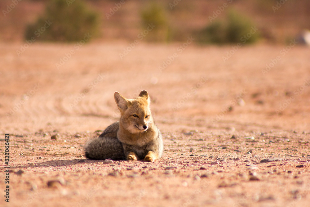 Naklejka premium red fox
