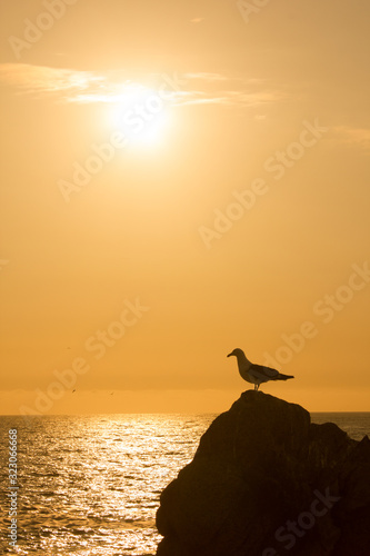 seagull at sunset in the sea