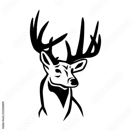 Whitetail Deer