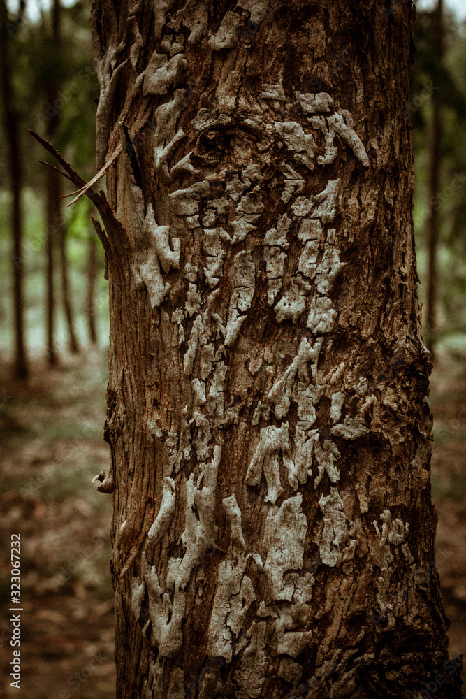 Fototapeta premium trunk of a tree