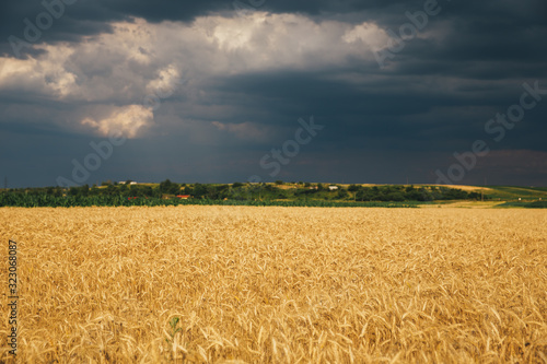 Landscape of wheat field at sunset after rain.